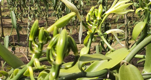 Direto da Fazenda para Sua Prateleira